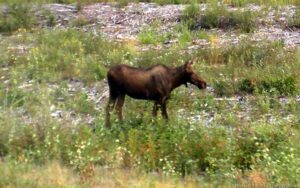 DSCN1039w Roadway moose alert! Too late for the stew!