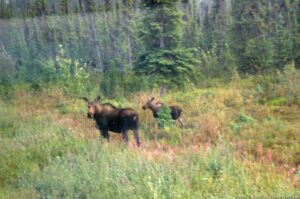 DSCN1055w Alaska Hwy 2 Moose Alert (photo by Annie)