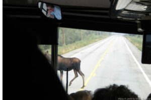 DSCN1059w Watch out, or it'll be moose for dinner!