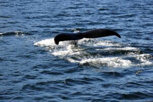 What a view! My camera needed to be fast!