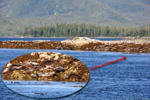 Sea Lions line the island shore.