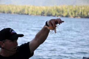 A prawn from the trap.