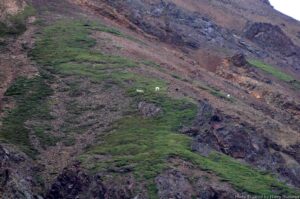 Dall Sheep