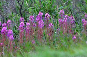 Fireweed is the first vegetation to grow after a fire.