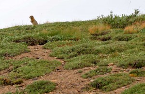 A Ground Squirrel (fox food)