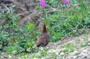 Ptarmigian alongside the road.
