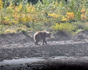 Grizzley bear in the river bed.