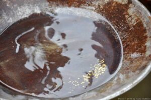 DSC_1751w The remaining gold.