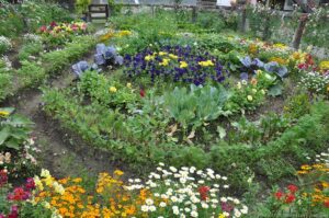 DSC_1774w Midnight sun gardens grow very well.